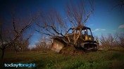 bulldozing peach trees